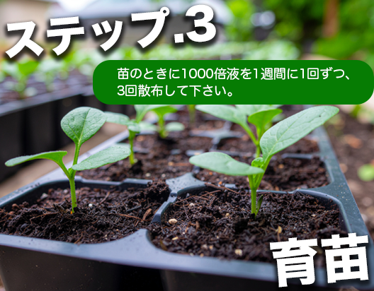 苗を健康に育てる